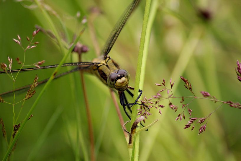 Gewöhnlicher Bankleckstempel von Shirley Douwstra