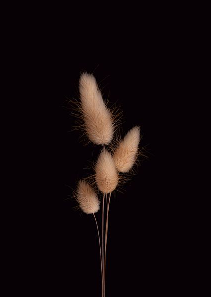Vier weiche, flauschige Hasenschwänze mit schwarzem Hintergrund. von Sandra houben