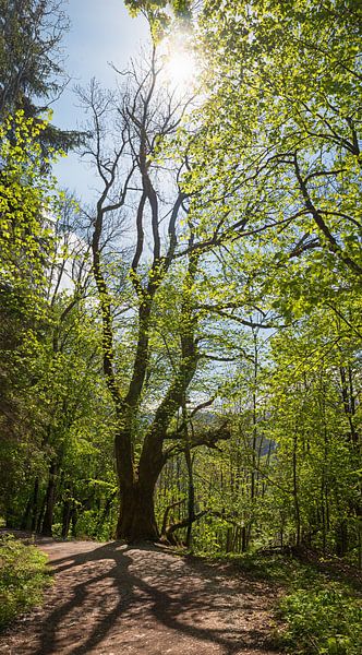 Wanderweg im lichten Frühlingswald von SusaZoom
