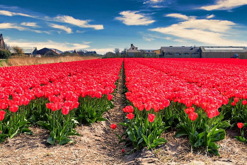 Zwiebelfeld mit roten Tulpen von Wim Stolwerk