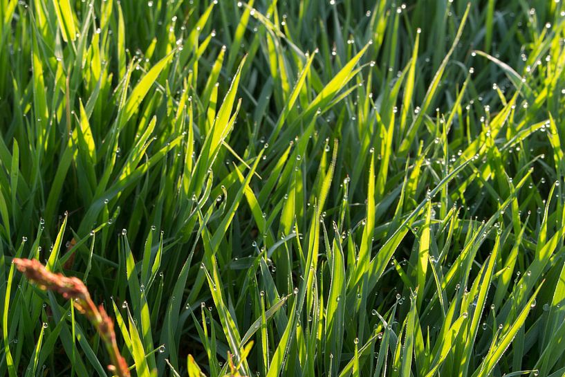 Gras en waterdruppels met zon. von Jaap Mulder