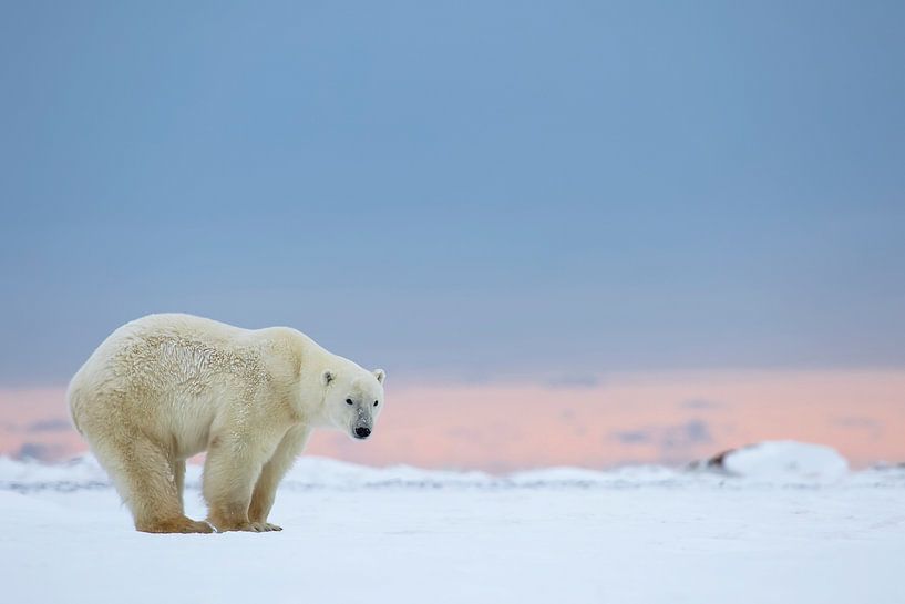 LP 71107672 Polar bear standing on snow at sunrise by BeeldigBeeld Food & Lifestyle