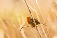 Robin in the morning sun