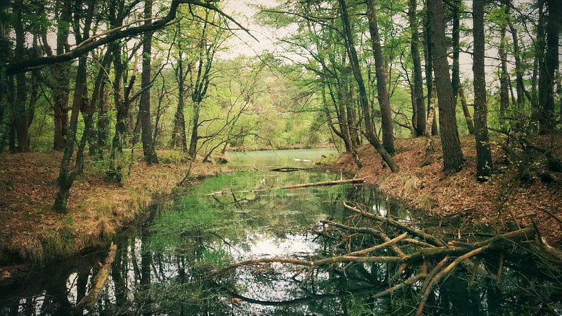 The blue lake in Drenthe by Laura van Grinsven