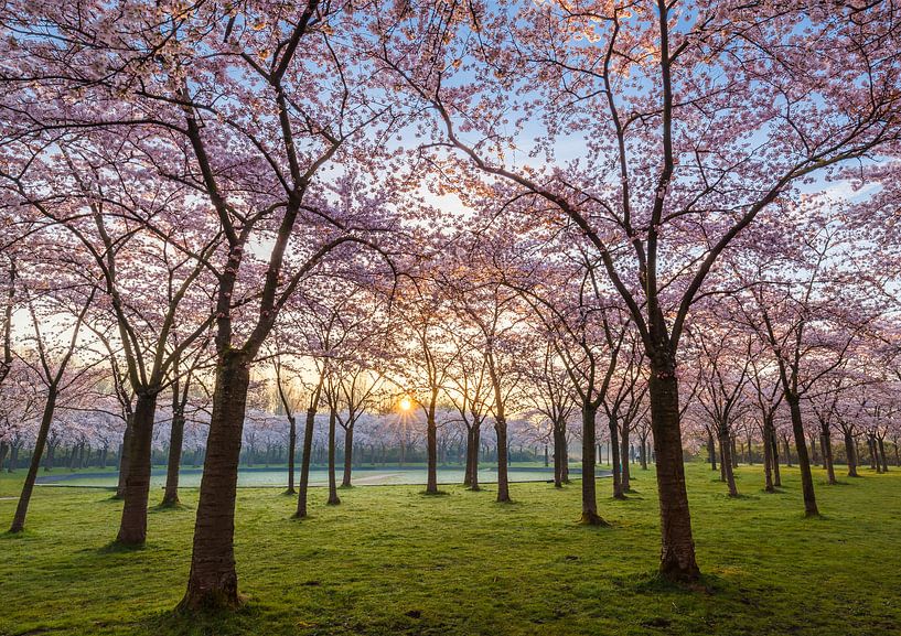 Blossom Park 2 by Thijs Friederich