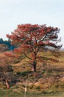 Orangefarbenes Herbstlaub in den Wasserversorgungsdünen von Amsterdam