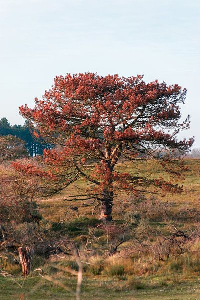 Orange autumn leaves in Amsterdam Water Supply Dunes by Michael Jansen