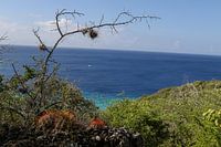 kakteen und meer in playa porto mari curacao