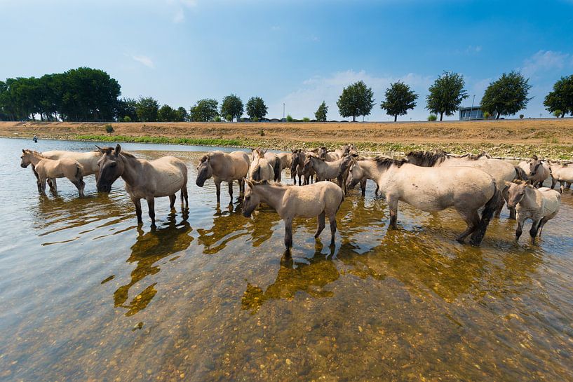 Konikpaarden in het water. von Brian Morgan