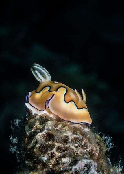 Chromodoris coi par Enak Cortebeeck