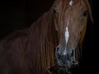 Portrait of an eating horse