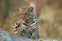 Leopard early morning