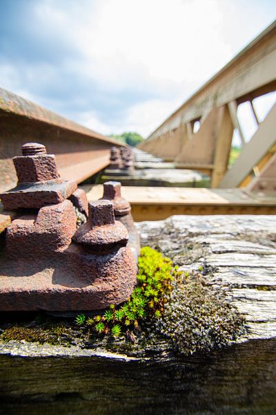 Vieilles noix et mousse par fotomeisjeuitbrabant