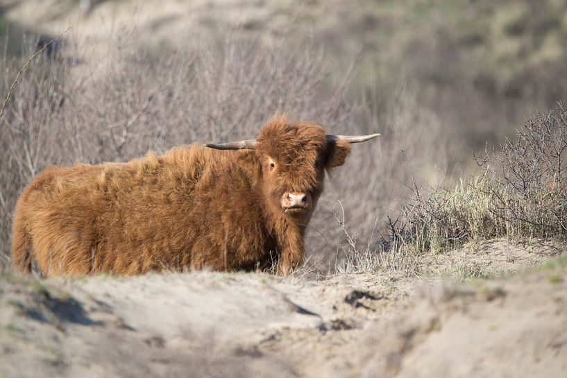Schotse Hooglander jong by CreaBrig Fotografie