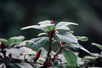 Opkomende rode bloem