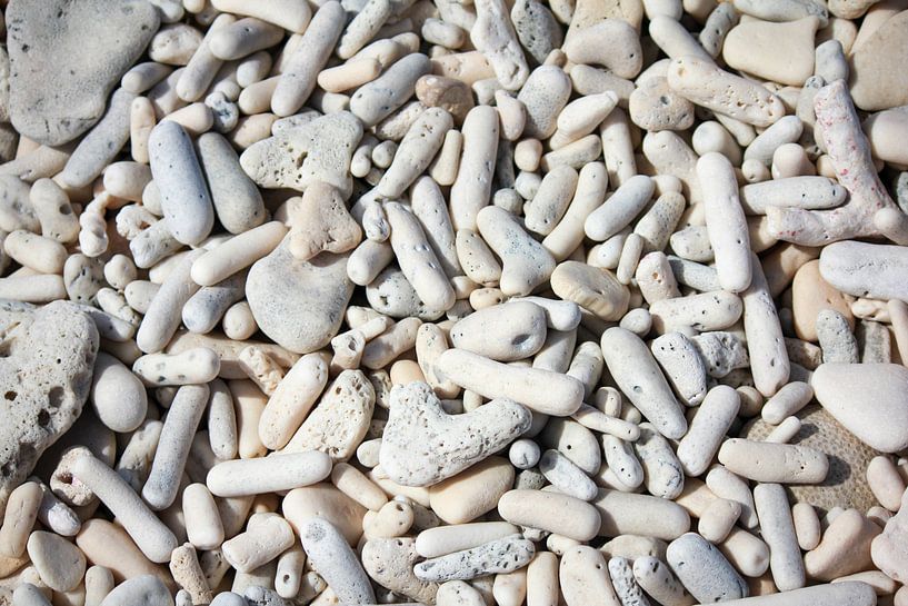 White tropical coral on the beach by Mirjam Bourke