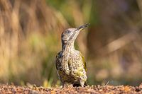 Le jeune pic vert pose joliment