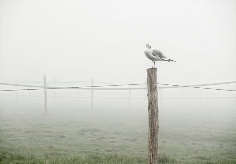 Mouette dans un paysage brumeux du matin. par Marcel van Balken