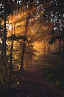 De zon schijnt in het bos