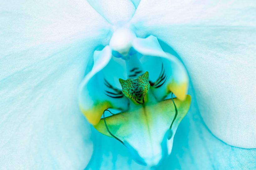 Kommen Sie herein von Dimitri van den Berg