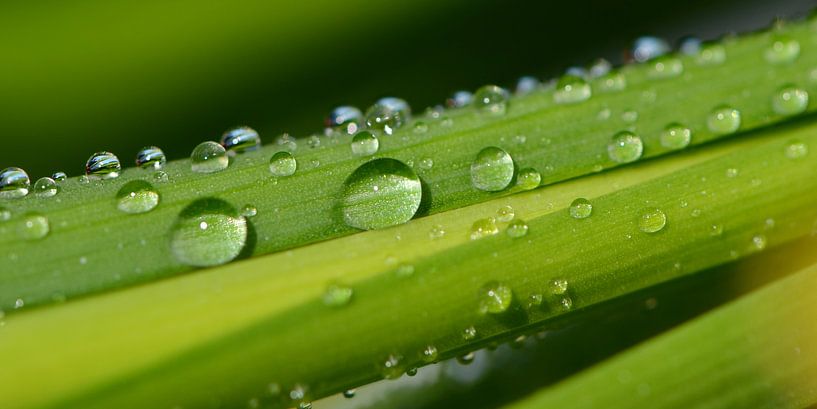 Wassertropfen von Violetta Honkisz