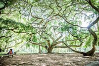 Kronkelende groene boom: Ficus Benjamina in Sri Lanka