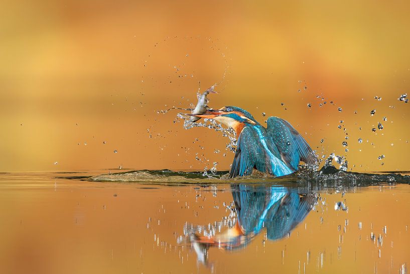 Platsch... von Wim Hufkens