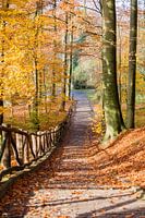 Herfst in stadspark Sonsbeek Arnhem
