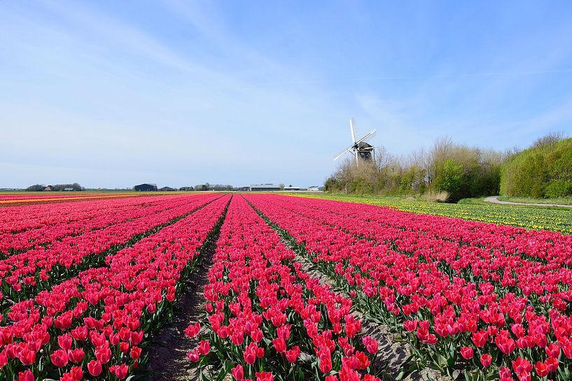 Il n'y a pas plus hollandais que cela par Frank's Awesome Travels