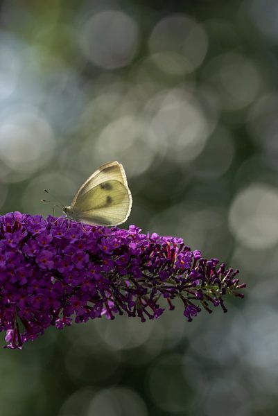 Kohlweißling auf Schmetterlingsstrauch mit Bokeh von Jan Roos