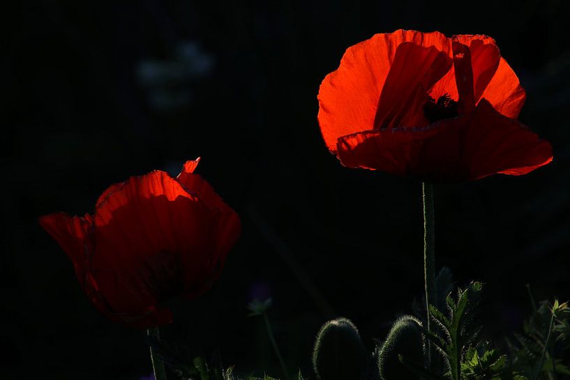 Papaver par Edwin Butter