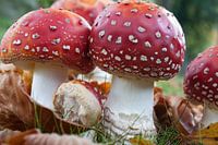 Paddenstoelen rood met witte stippen