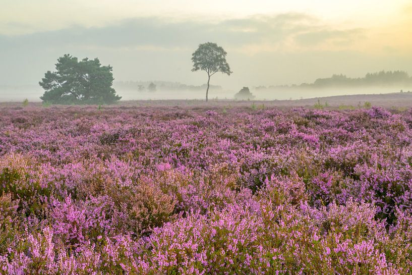 Lever de soleil sur un paysage de bruyères à la Veluwe par Sjoerd van der Wal Photographie