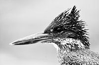 Afrikaanse reuzenijsvogel