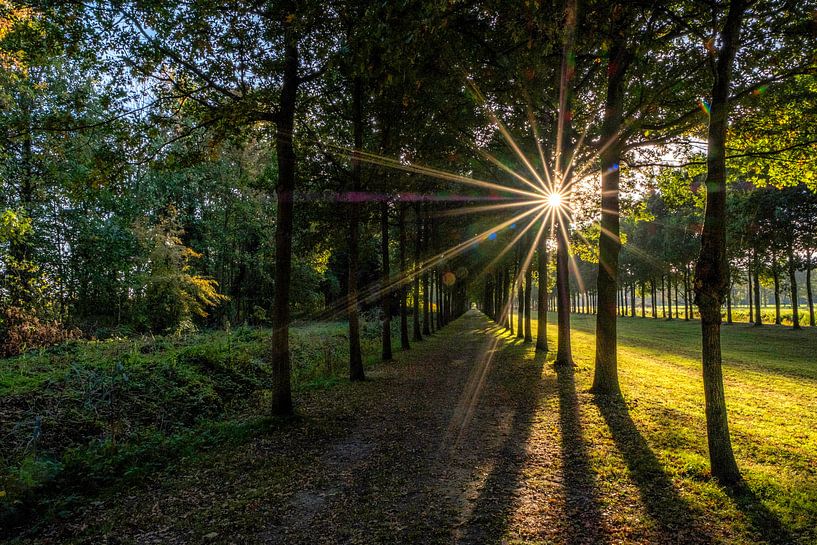 Herfst met de zon als ster par Moetwil en van Dijk - Fotografie