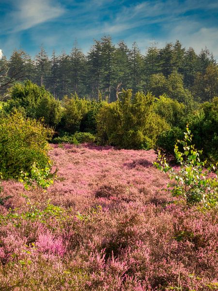 Flowering heathland with forest by Beeld Creaties Ed Steenhoek | Photography and Artificial Images