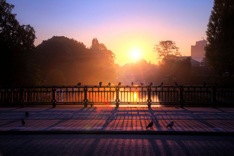 Dageraad duiven Amsterdam van Dennis van de Water