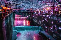 La rivière Meguro avec des cerisiers en fleurs à Tokyo