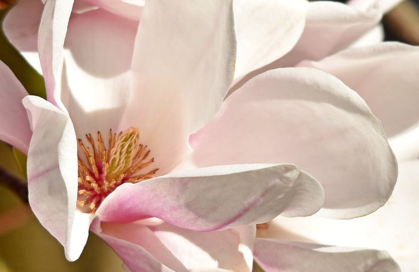 Star magnolias in the sunshine by Werner Lehmann