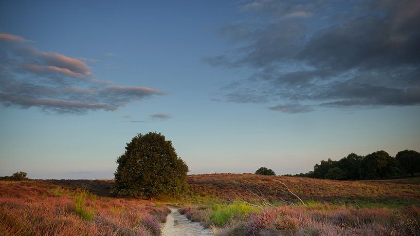 Mookerheide #2 von Lex Schulte