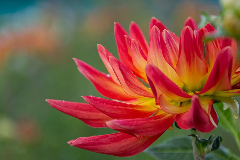 Dahlia by Yvonne van der Meij