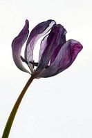 Tulipe violette séchée