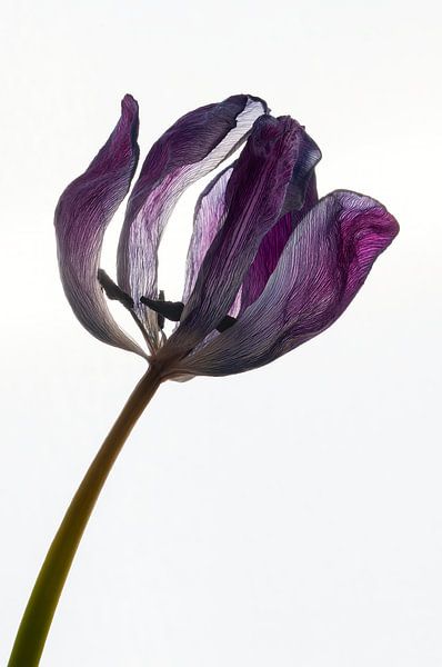 Tulipe violette séchée par Hanny Andela - Andelafotografie