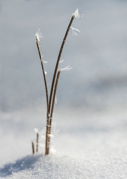 Ice leaves by Anouschka Hendriks