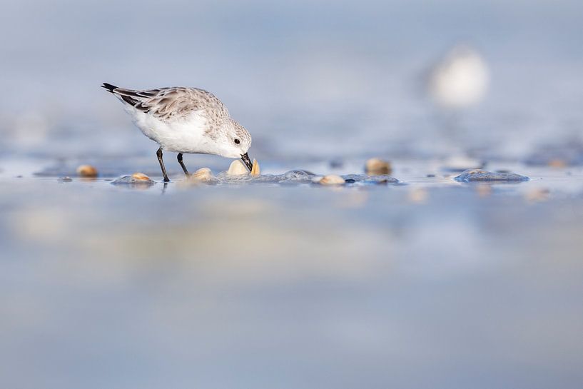 Sanderling eating from shell by Anja Brouwer Fotografie