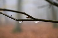 drops on a branch