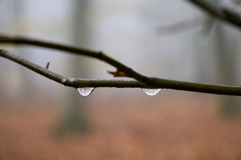Tropfen am Ast von Carole Winchester