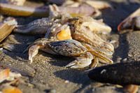 Die Strandkrabbe schaut sich am sonnigen Strand um.