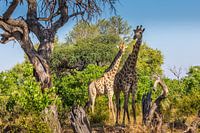 Mother and daughter giraffe