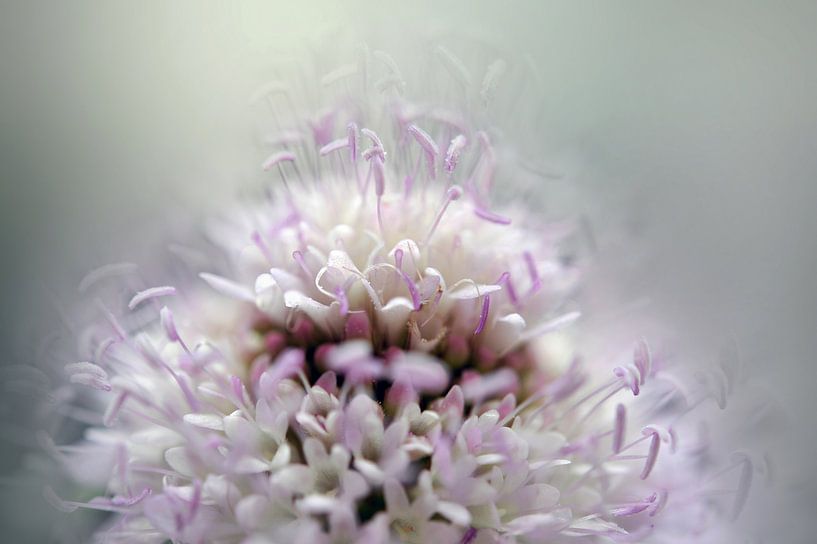 Vaporeuse von Martine Affre Eisenlohr